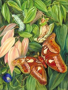 Foliage Of A Cinnamon And Atlas Moth — Marianne North, Naturalism