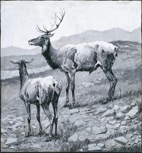 Cow And Bull Elk — Charles Marion Russell, Academic Realism