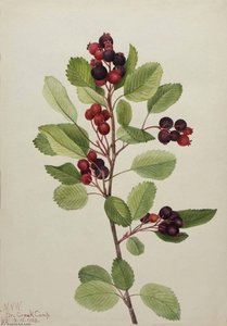 Saskatoon (amelanchier Alnifolia) — Mary Vaux Walcott