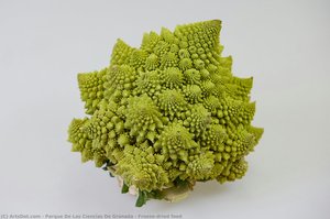 Freeze-dried food