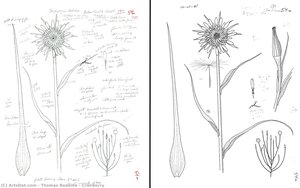 Cranberry — Thomas Reaume