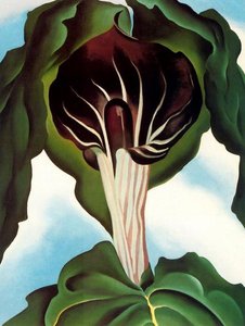 Jack In The Pulpit Iii — Georgia O'keeffe
