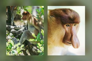 Female And Male Proboscis Monkey — Angelo Chiacchio