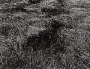 Horseneck Beach, Massachusetts — Harry Callahan