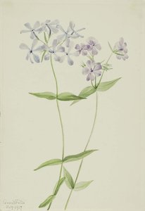 Blue Phlox (phlox Divaricata) — Mary Morris Vaux Walcott