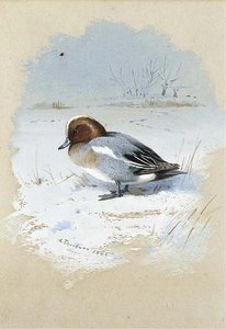 Wigeon — Archibald Thorburn