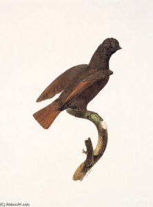 Rupicola Peruviana - — Jacques Barraband