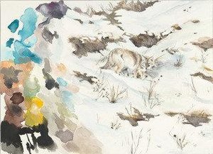 Coyote