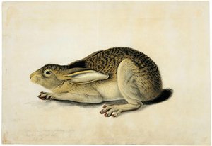 Black-tailed Hare — John James Audubon