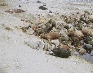 Dead Animals 1 — Richard Misrach