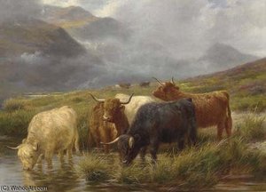 Highland Cattle Watering — Claude Cardon