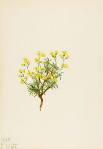 Yellow Willow Grass — Mary Vaux Walcott, Naturalism
