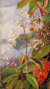 Foliage, Flowers And Seed Vessels Of A Peruvian Bark Tree — Marianne North