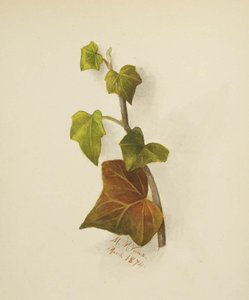 Untitled (ivy) — Mary Vaux Walcott