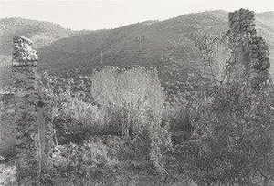 Montelepre, Sicily — Thomas Roma