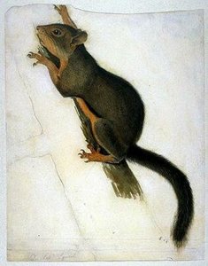 Douglass' Squirrel — John James Audubon