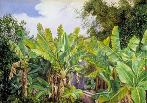 Study Of Chinese Bananas And Bamboos, Teneriffe — Marianne North