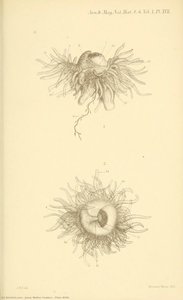 Plate Xviii. — Jesse Walter Fewkes