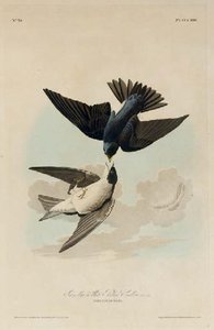 Green-blue, Or White Bellied Swallow — Robert Havell
