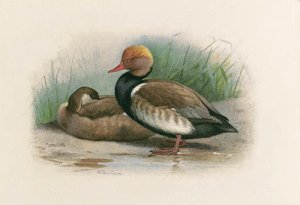 A Pair Of Red-crested Pochards — Archibald Thorburn
