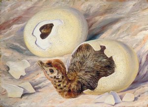 'coming Out' Of A Cape Beauty — Marianne North