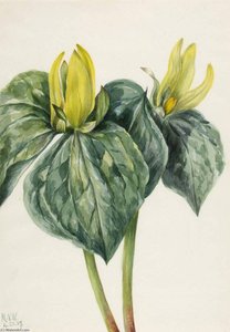 Whippoorwill Flower (trillium Hugeri) — Mary Vaux Walcott