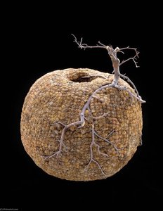 Untitled 192 — John Mcqueen