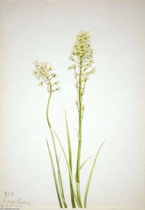 Death Camas (zygadenus Venenosus) — Mary Vaux Walcott
