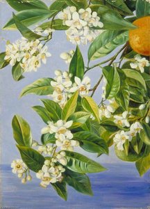 Orange Flowers And Fruits, Painted In Teneriffe — Marianne North