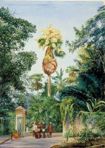 Talipot Palm Near The Botanic Garden, Peradeniya, Ceylon — Marianne North, Contemporary Realism
