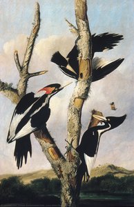 Ivory-billed Woodpeckers — Joseph Bartholomew Kidd, Victorian Landscape Painting