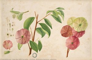 Untitled (biblioteca Nacional Collection) — José Dos Reis Carvalho