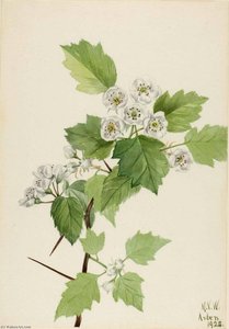 Thicket Hawthorn (crataegus Coccinea) — Mary Vaux Walcott