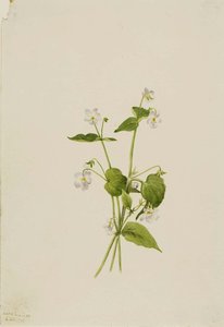 Canada Violet (viola Canadensis) — Mary Vaux Walcott