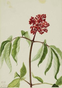 Scarlet Elder (sambucus Pubens) — Mary Vaux Walcott