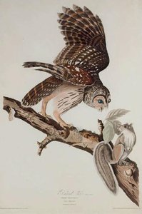 Barred Owl — Robert Havell