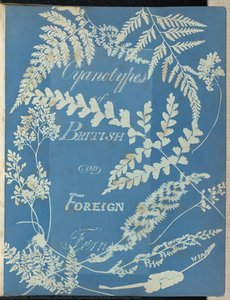 Cyanotypes Of British And Foreign Ferns — Anna Atkins, Anne Dixon, Romantic Botanical Illustration