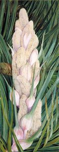 Male Inflorescence And Foliage Of A Screw Pine, Natal — Marianne North