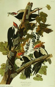 Pileated Woodpecker