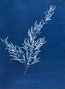Sargassum Bacciferum - Cyanotype Print From British Algae By Anna Atkins — Anna Atkins, Anne Dixon