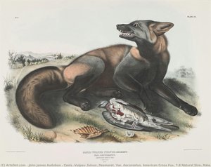 Canis (vulpes) Fulvus. Desmaret. Var. Decussatus. American Cross Fox. 7/8 Natural Size, Male. — John James Audubon, Wildlife Painting