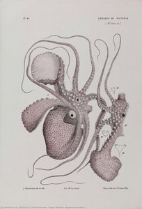 Paper Nautilus, Argonauta Nodosa — Arthur F. D. Bartholomew