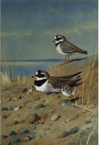 Ringed Plover And Their Young On The Shore — Archibald Thorburn