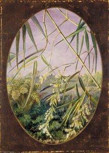 Flowers Of The Common Bamboo With Tufts Of The Plants Behind — Marianne North