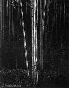 Untitled (362)