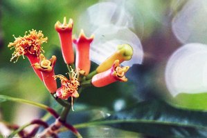 Clove Flowers