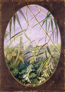 Flowers Of The Common Bamboo With Tufts Of The Plants Behind — Marianne North