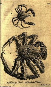 Thorney Crab - Cordated Crab from A Tour in Scotland