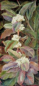 Foliage And Flowers Of A South African Tree, Beautiful But Poisonous — Marianne North