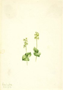 Rocky Mountain Twayblade (ophrys Necrophylla) — Mary Vaux Walcott